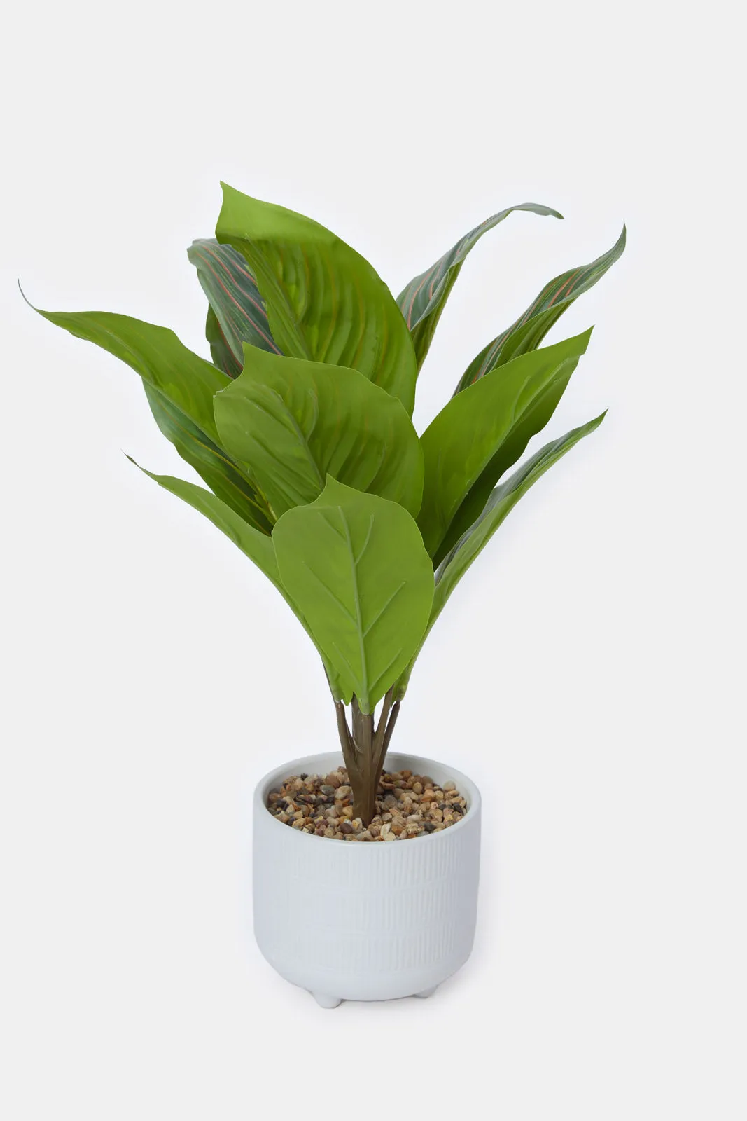 Artificial Creeper Plant In Ceramic Pot