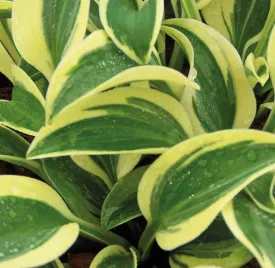 Atlantis Hosta