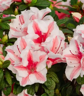 Autumn Starburst® Azalea