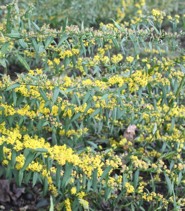 Blue Stem Goldenrod