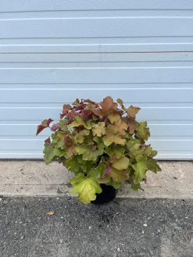 Caramel Coral Bells