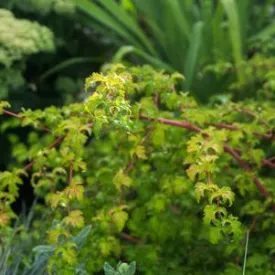 Cut-Leaf Stephanandra