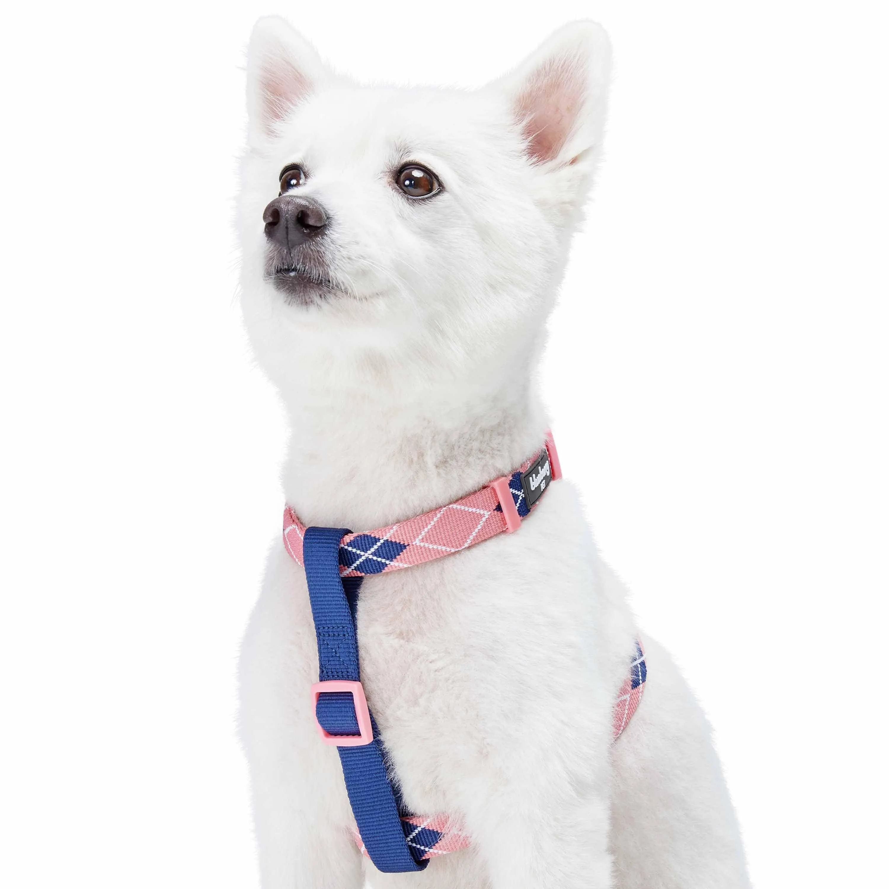 Dog Harness in Scottish Argyle