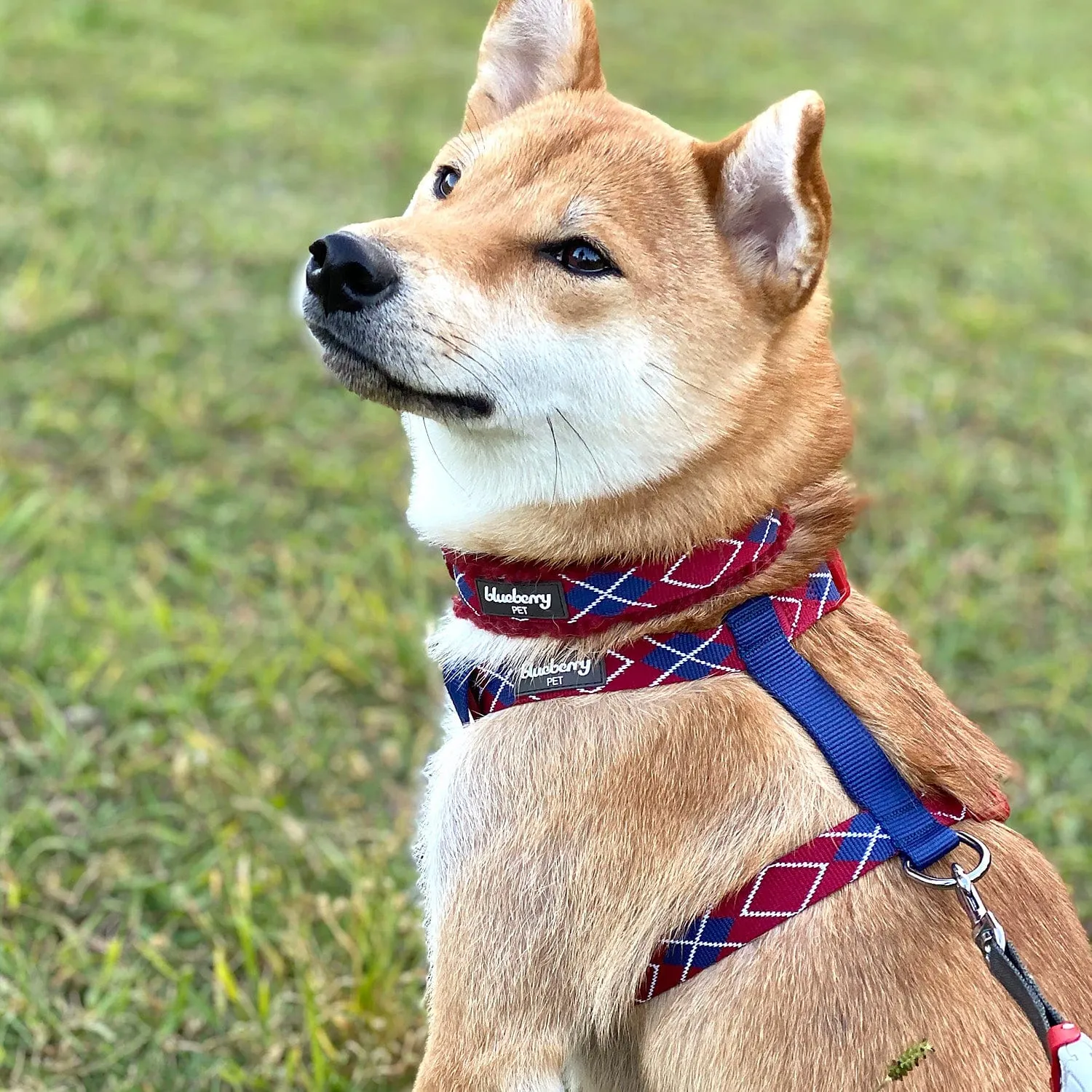 Dog Harness in Scottish Argyle