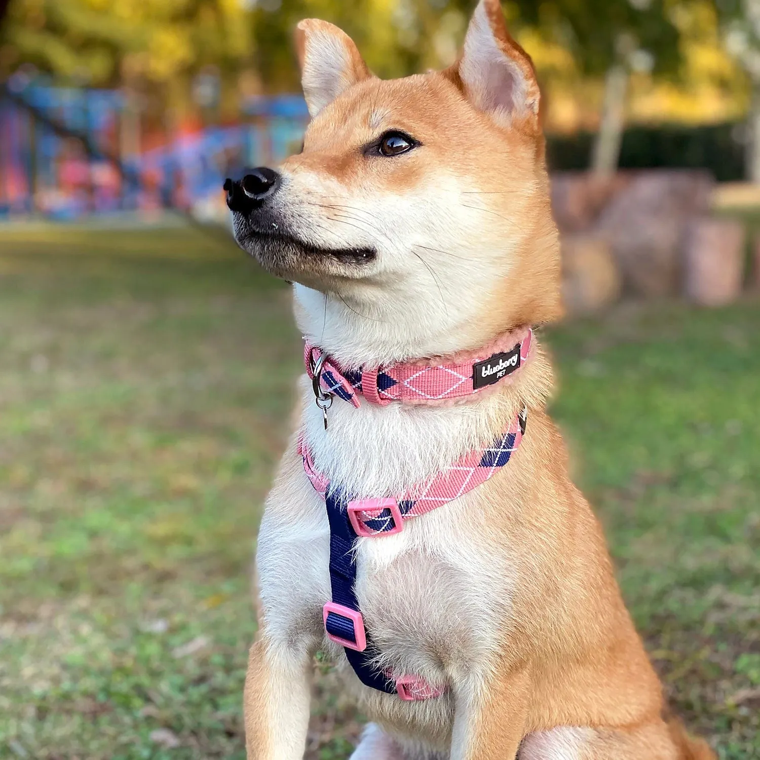 Dog Harness in Scottish Argyle