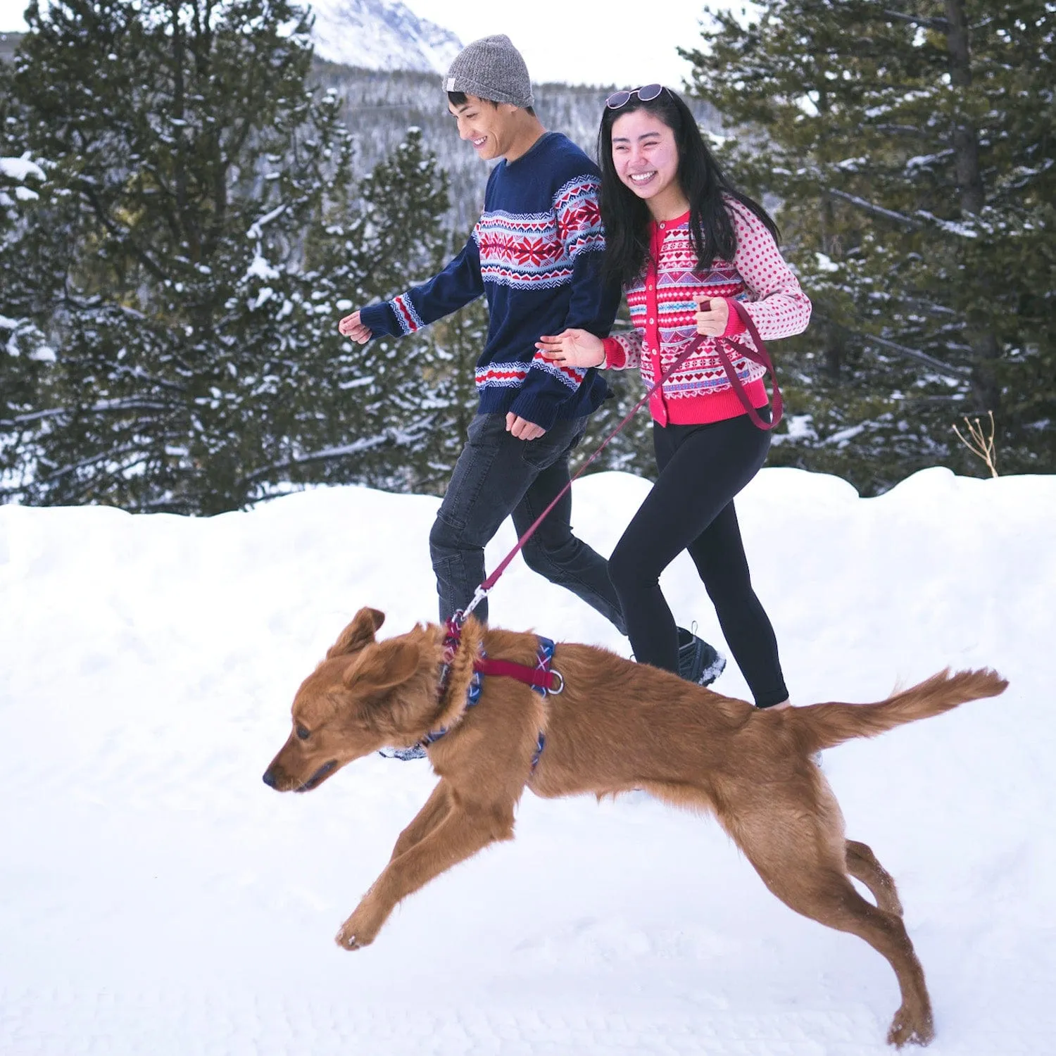 Dog Harness in Scottish Argyle