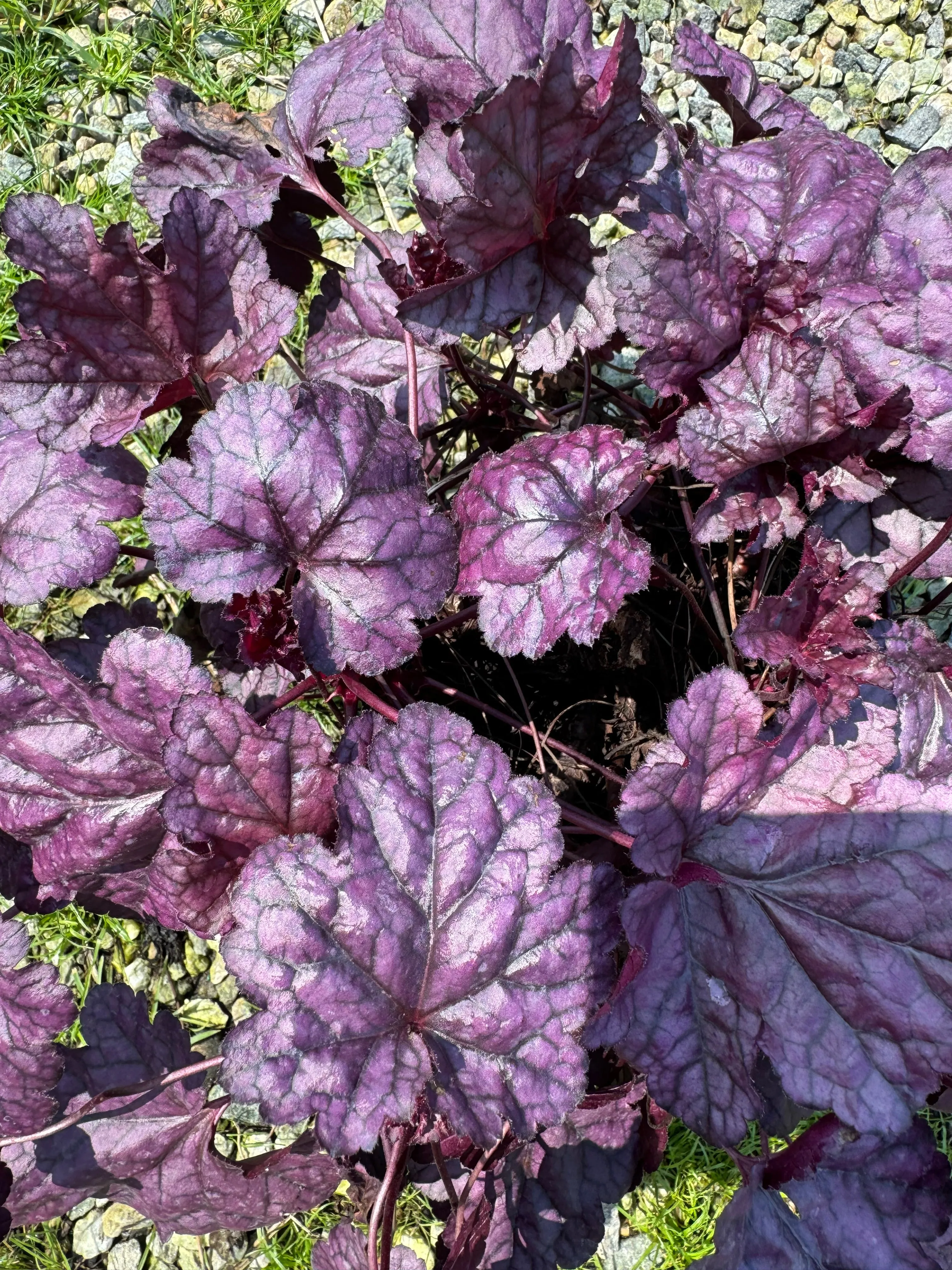 Dolce® Wildberry Coral Bells