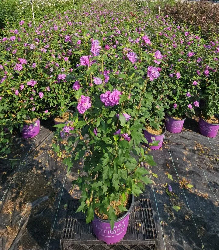 French Cabaret™ Purple Rose of Sharon