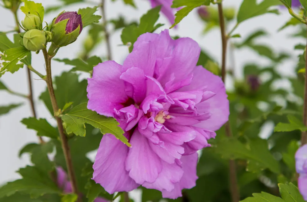 French Cabaret™ Purple Rose of Sharon