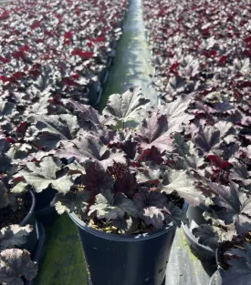 Frosted Violet Coral Bells