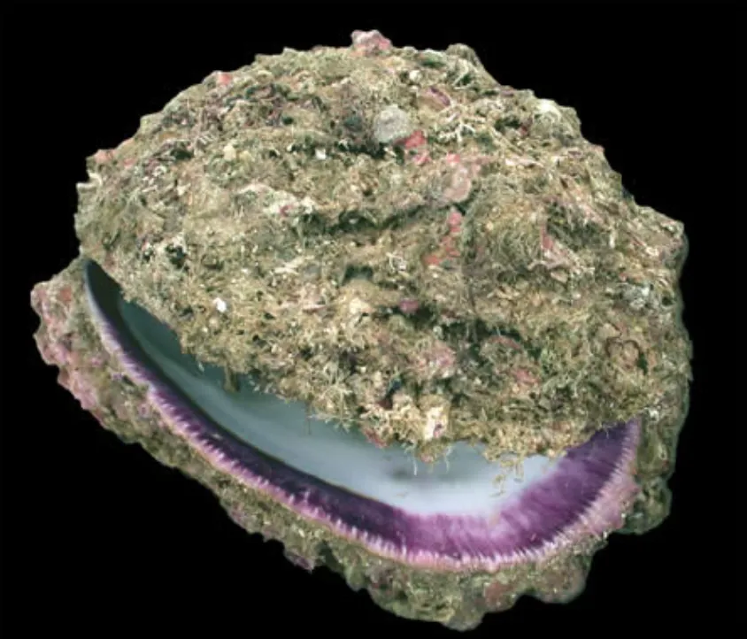 giant natural, wild found spondylus calcifer pearl